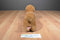 Ty Beanie Buddy 1999 and Baby 1995 Weenie Dachshund Beanbag Plushes