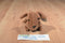 Ty Beanie Buddy 1999 and Baby 1995 Weenie Dachshund Beanbag Plushes