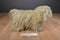 Ty Classic Duster the Brown Shaggy Dog 1999 Beanbag Plush