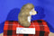 Aurora Miyoni Brown and White Hedgehog 2016 Beanbag Plush