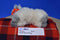 Aurora Mini Gray Faced Sheep 2018 Beanbag Plush