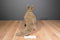 Discovery Channel Mamas and Babies Grey Kangaroo and Joey 2000 Plush