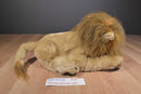 Discovery Channel Lion 2001 Plush