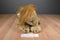 Discovery Channel Lion 2001 Plush