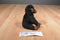 Ty Beanie Buddy 1999 and Baby 1996 Congo Gorilla Beanbag Plushes