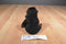 Ty Beanie Buddy 1999 and Baby 1996 Congo Gorilla Beanbag Plushes
