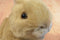 Walmart Brown Bunny Rabbit Plush