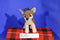 Douglas Pepito Chihuahua Dog 2017 Plush