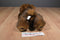 MJC Purr-fection Brown Grizzly Bear 1992 Plush