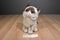 Gund Grumpy Cat Siamese Cat Plush