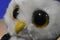 Ty Beanie Boos Owliver 2014 and Owlette 2017 Owls Beanbag Plush