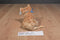 Ty Beanie Babies Mattie Orange Tabby Cat 2002 Beanbag Plush