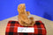 Anne Geddes Baby Bears 1997 Beanbag Plush