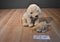 Ty Beanie Buddies and Babies Fetch Golden Retriever 1999/1997 Beanbag Plush