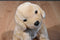 Ty Beanie Buddies and Babies Fetch Golden Retriever 1999/1997 Beanbag Plush