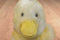 Russ Chick A Loo Yellow Duck Beanbag Plush