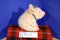 Gund Babe The Sheep Pig 1997 Plush