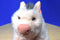 Gund Babe The Sheep Pig 1997 Plush