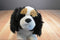 Aurora Charles the Tri-color King Charles Spaniel Beanbag Plush
