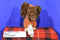 Disney Store Fifi the Spaniel Minnie Mouse Puppy Dog Plush