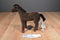 IKEA Minnen Brown and Black Horse Plush