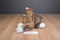Commonwealth Nick and "Noel" Brown and White Cat 1992 Plush