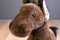 Ganz Brown and White Appaloosa Horse Spirit Plush