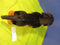 Melissa & Doug Dachshund Black Tan Smooth Coat Plush