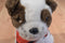 Wells Fargo Jack Russel Terrier Puppy 2012 Plush