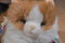 Commonwealth Target Gingham dog and Calico Cat1990 Plush