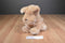 Toys R Us Baby's First Puppy Tan Dog 2013 Beanbag Plush