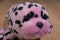 Aurora Destination Nation Pink Spotted Seal 2016 Beanbag Plush