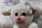Hugfun Mom and Baby Beige Lamb Plush