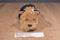 Kids Preferred Harley Davidson Yorkshire Terrier 2010 Beanbag Plush