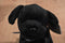 Ty Beanie Buddies and Babies Luke Black Lab Puppies Beanbag Plush