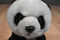 Aurora Miyoni Panda Beanbag Plush