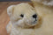 Miyoni Polar Bear Mother and Baby Beanbag Plush