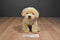 Toys R Us Yellow Lab Puppy Dog 2012 Beanbag Plush