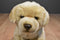 Toys R Us Yellow Lab Puppy Dog 2012 Beanbag Plush