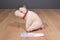 AMI Corp Babe A Little Pig Goes A Long Way 1995 Plush