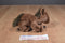 Aurora Wrist Wrappers Horse 1996 Plush