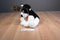 Russ Sprockets White and Black Dog With Deer Antlers Beanbag Plush