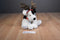 Russ Sprockets White and Black Dog With Deer Antlers Beanbag Plush