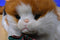 Commonwealth Rabbit Ears Production Gingham Dog and Calico Cat 1990 Plushes