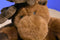 Unipak Plumpee Brown Moose 2011 Beanbag Plush