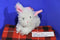 Ty Beanie Babies Hutch Clutch White Bunny Rabbit 2005 Plush Bag Purse
