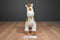 Animal Adventure White Brown Pinto Horse 2016 Plush