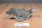 Dakin Vintage Dolphin 1979 Nutshell Beanbag Plush