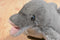 Dakin Vintage Dolphin 1979 Nutshell Beanbag Plush