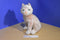 Ty Classic Blossom Pink Cat 2000 Plush